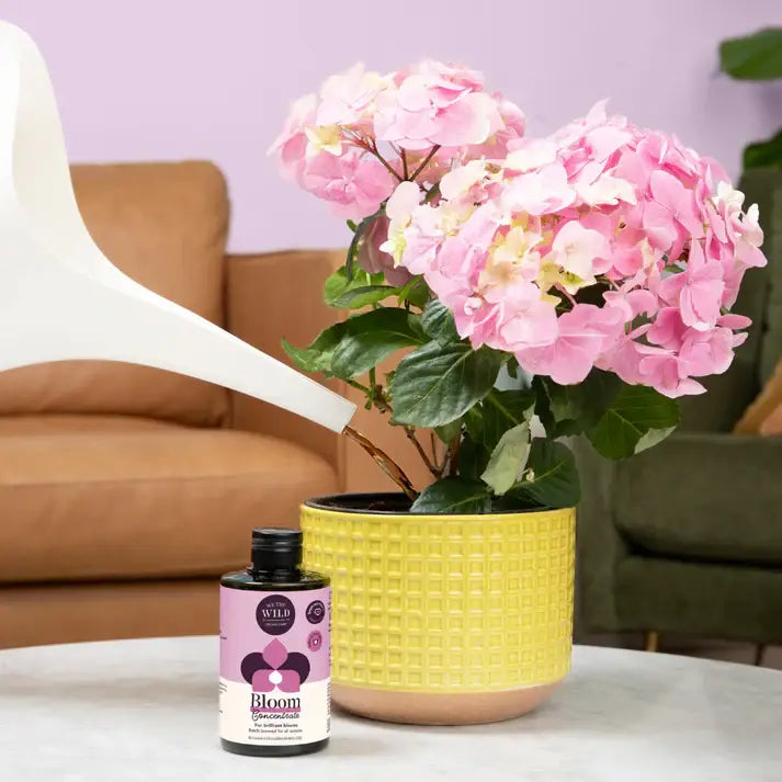 We The Wild - Bloom Concentrate