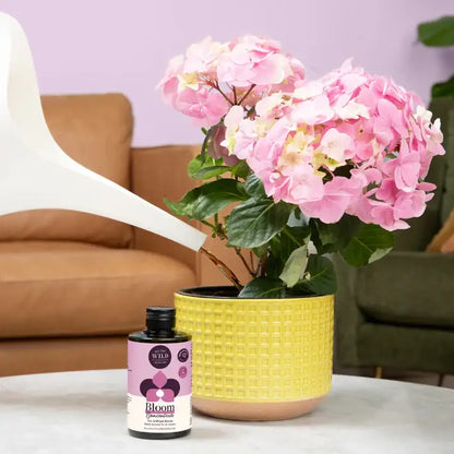 We The Wild - Bloom Concentrate