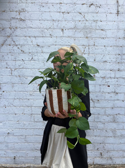 Person holding a potted plant against a light blue brick wall