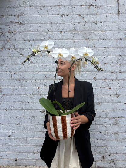 Person holding a potted plant with white flowers against a light gray brick wall.