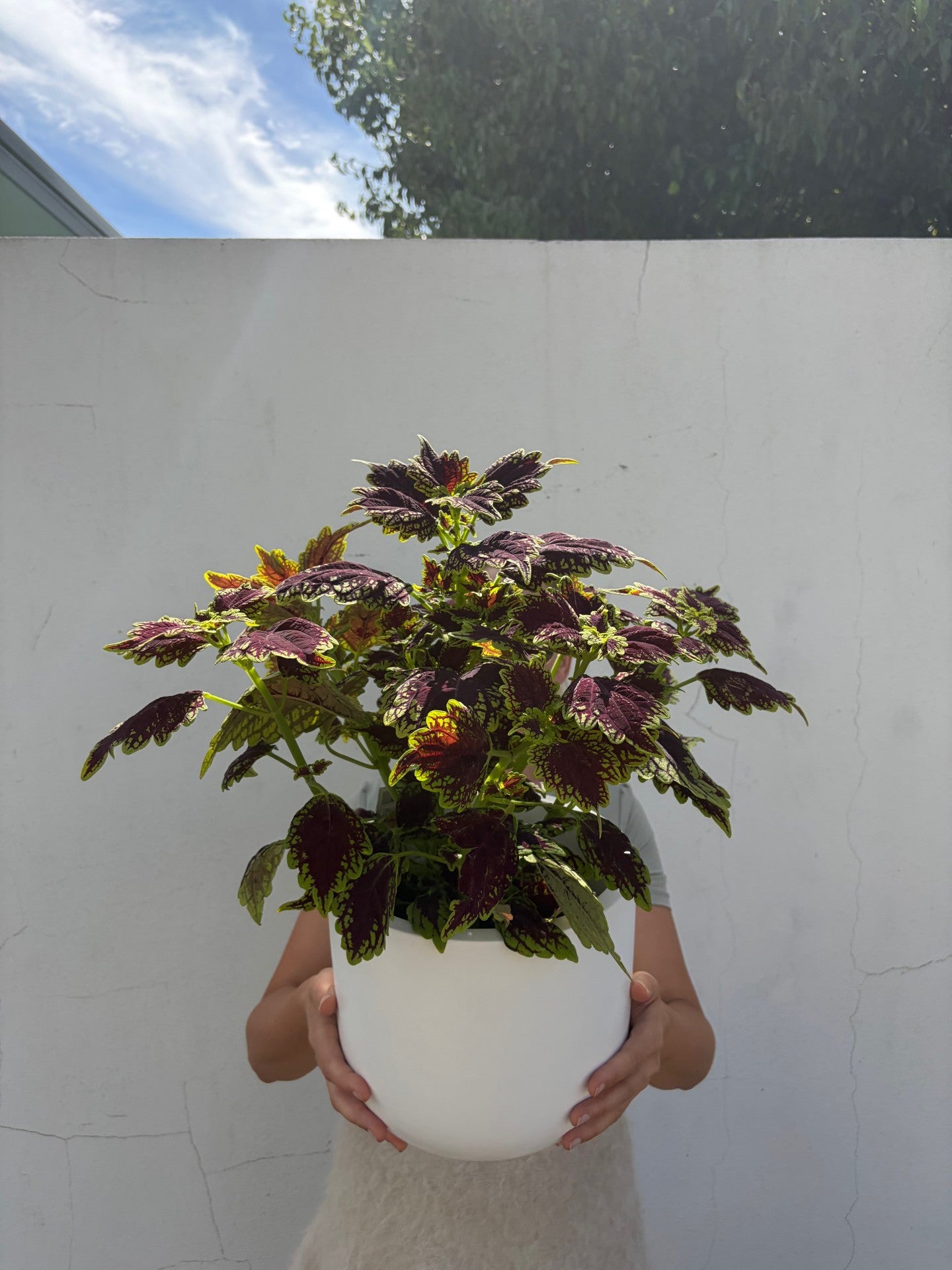 Person holding a potted plant with colorful leaves against a white wall.