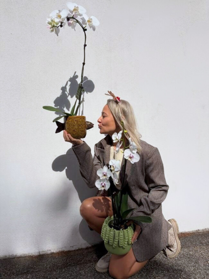 Woman holding a potted orchid against a plain wall