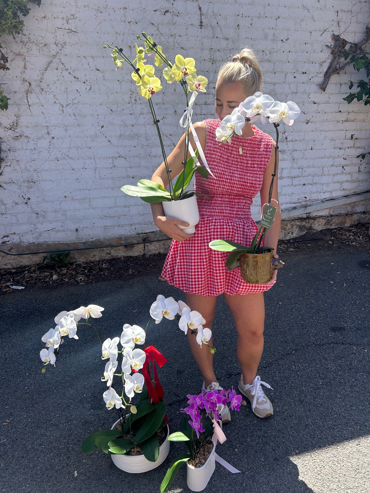 Person holding potted orchid plants on a street with flowers arranged around them.