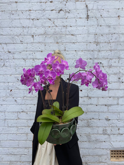 Potted Phalaenopsis Orchid