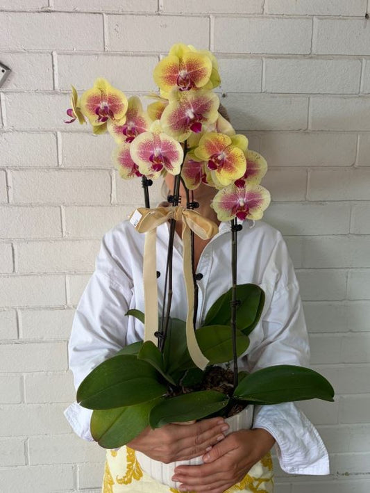 Person holding a potted orchid with yellow and pink flowers against a white brick wall.